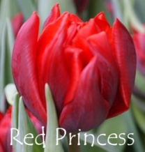 Тюльпан Red Princess