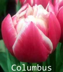 Тюльпан Columbus