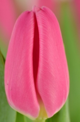 Тюльпан Pink Twist