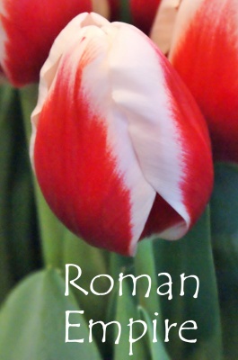 Тюльпан Roman-Empire